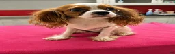 Cavalier King Charles Spaniel dogs for sale: Brittany  - Ad 1
