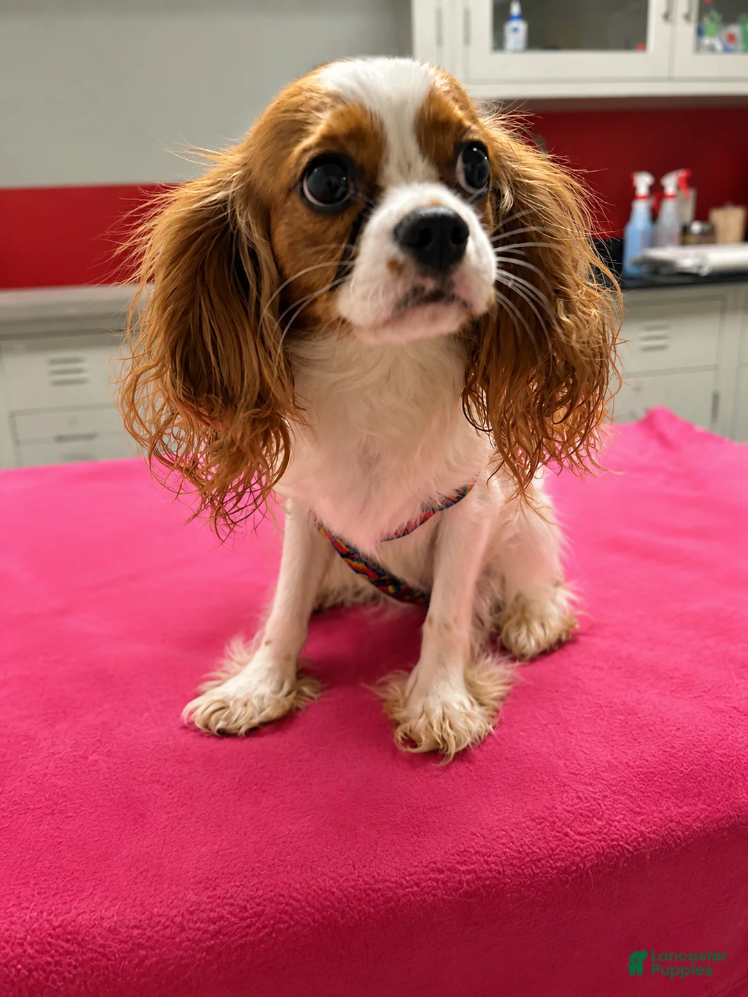 Cavalier King Charles Spaniel dogs for sale: Brittany  - Ad 1