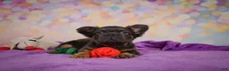 French Bulldog dogs for sale: Buddy - Ad 7