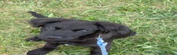 Mixed Breed dogs for sale: Mixed Breed 1 - Ad 6