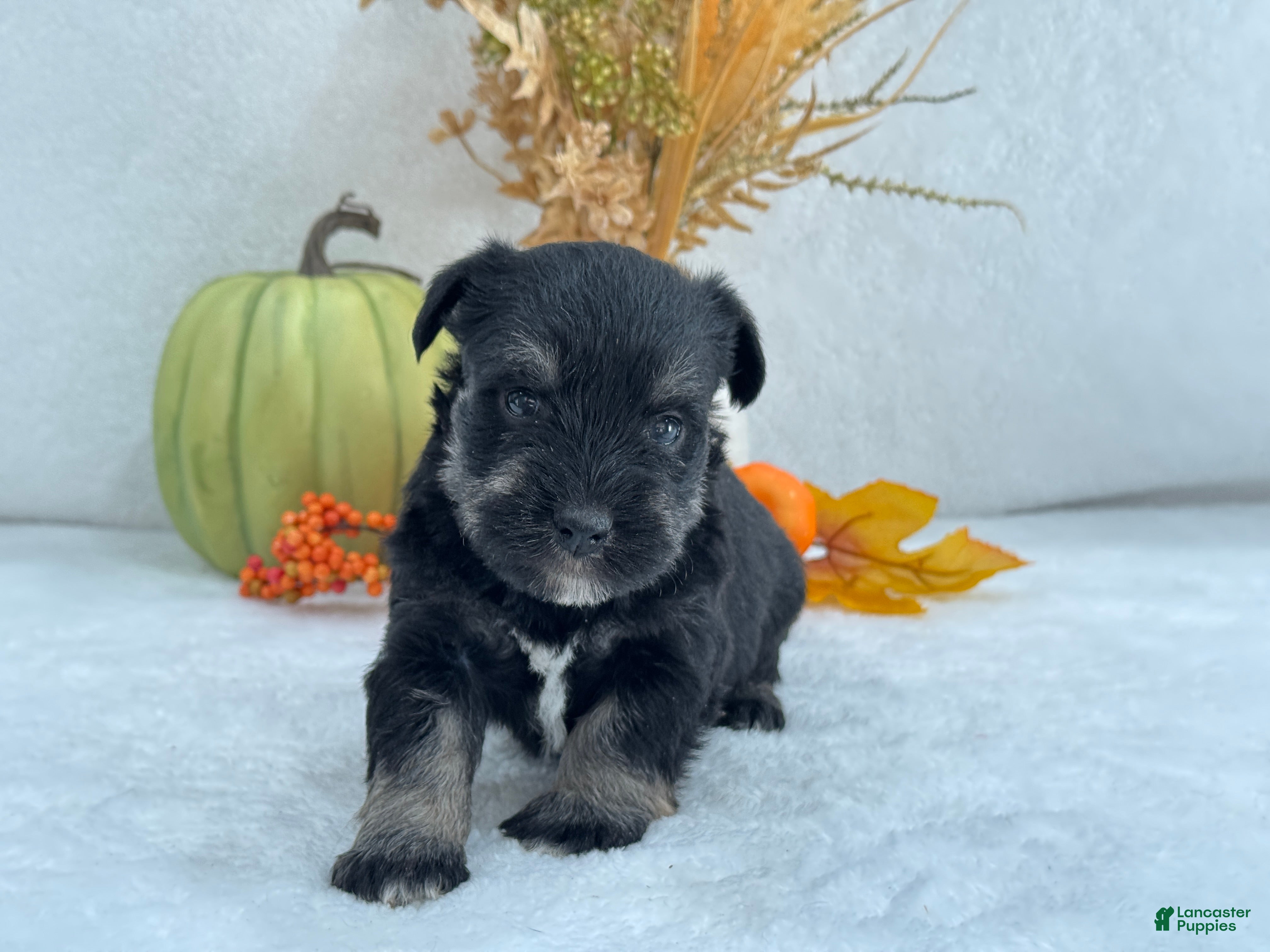 Miniature Schnauzer dogs Miniature Schnauzer Mae Male 4 - Ad 26