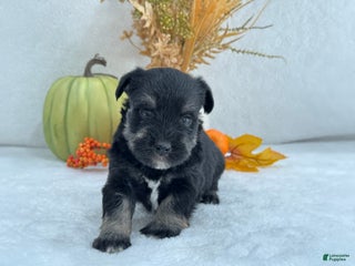 Miniature Schnauzer dogs - Ad 8