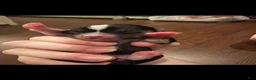 Chorkie dogs for sale: Flower - Ad 2