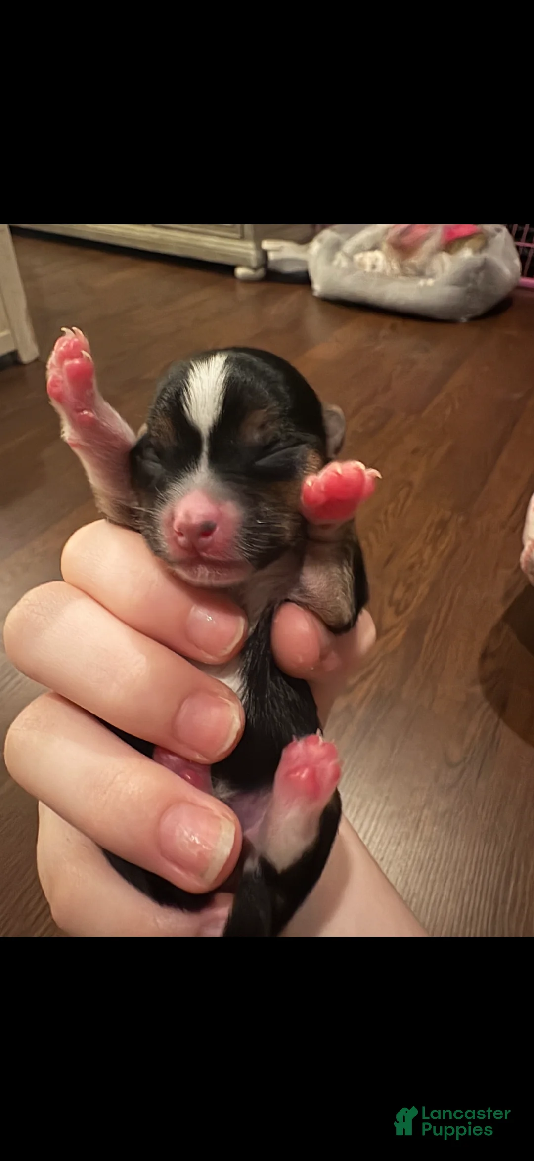 Chorkie dogs for sale: Flower - Ad 2