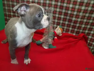 Boston Terrier dogs ROCKY - Ad 4