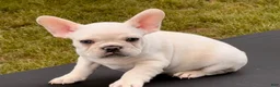 French Bulldog dogs for sale: Polar - Ad 1