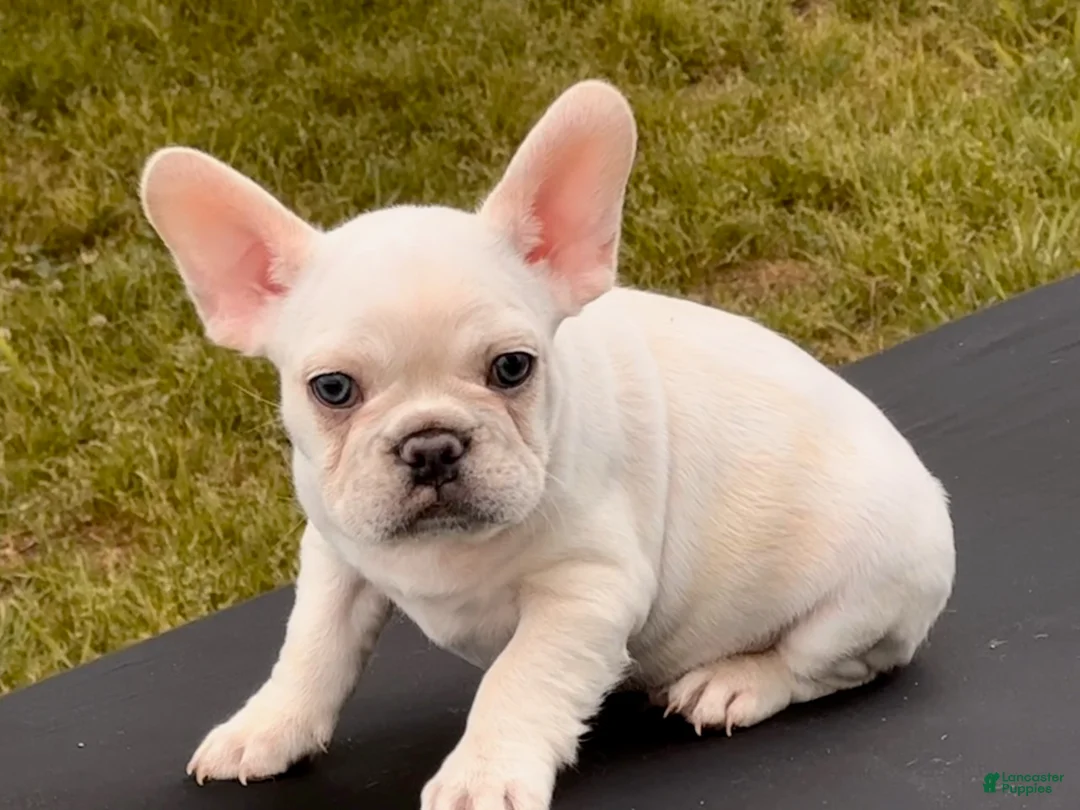 French Bulldog dogs for sale: Polar - Ad 1