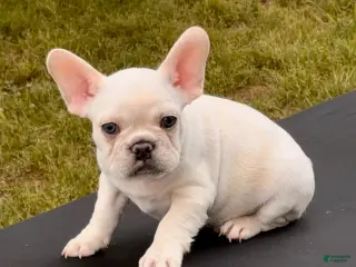 French Bulldog dogs for sale: Polar - Ad 1