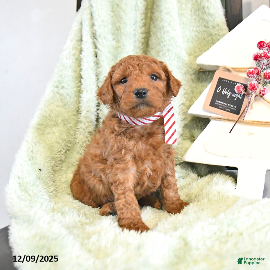Mini Goldendoodle dogs for sale: Bear - Ad 3