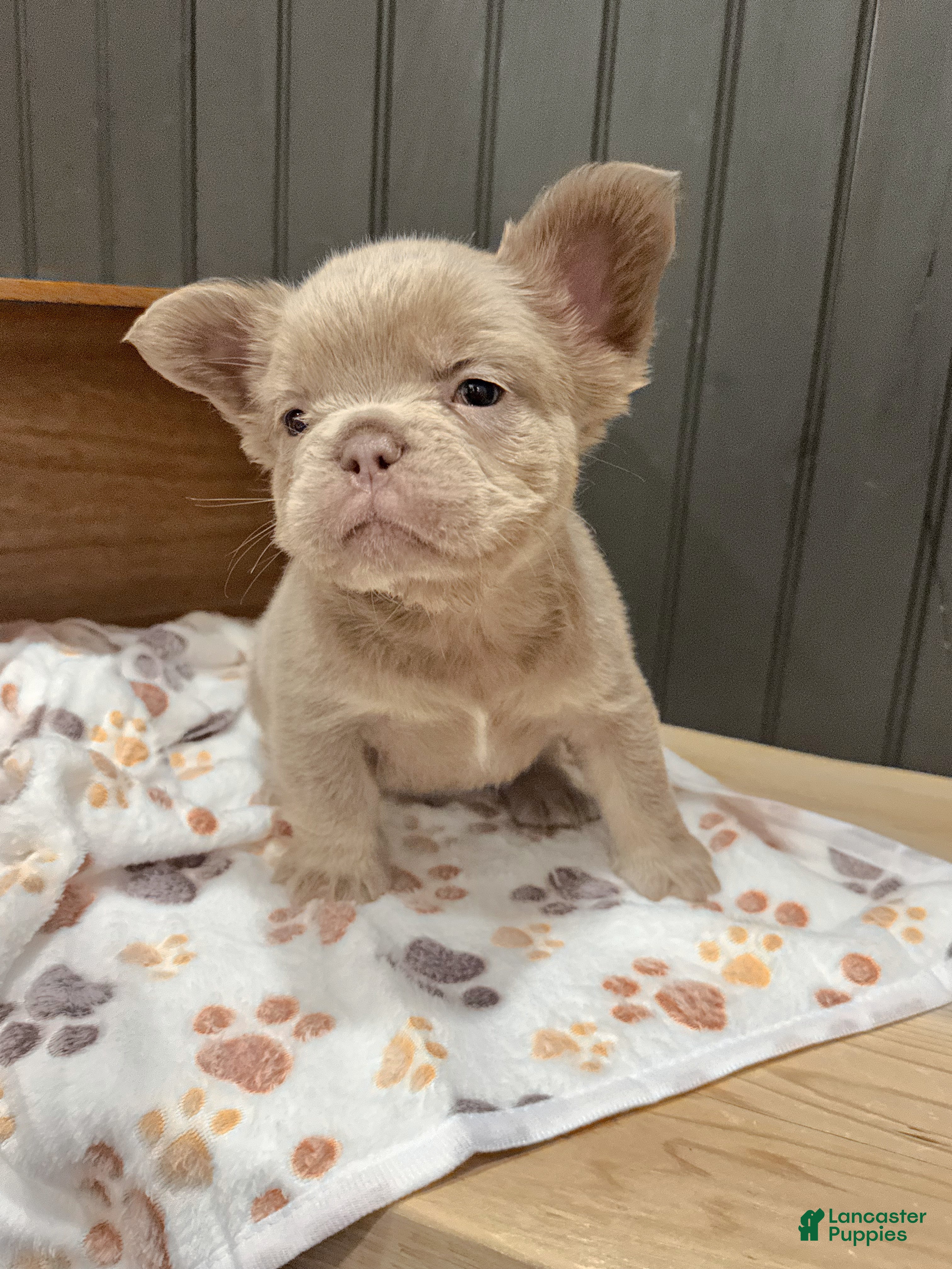 French Bulldog dogs Chewie - Ad 41