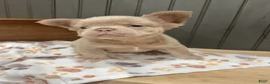 Chewie
