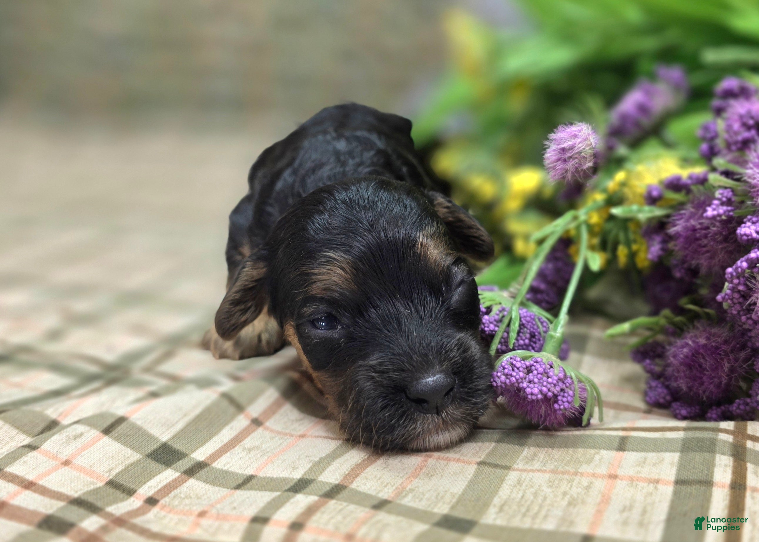 Cockapoo dogs Batty - Ad 8