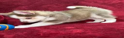 Pomsky dogs for sale: Mocha - Ad 4
