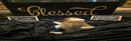 Mixed Breed dogs for sale: Orange Boy - Ad 4