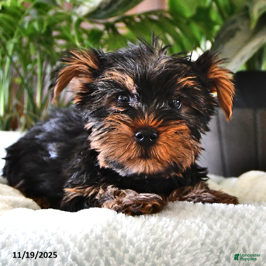 Yorkshire Terrier dogs for sale: Patrick - Ad 3