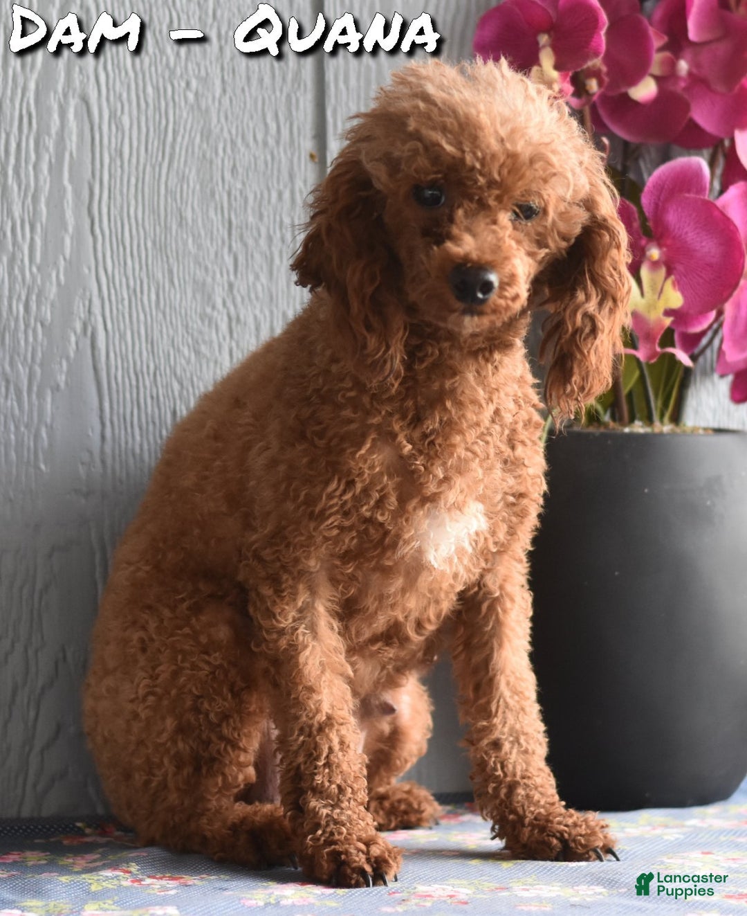 Toy Poodle dogs for sale: Queenie - Ad 8