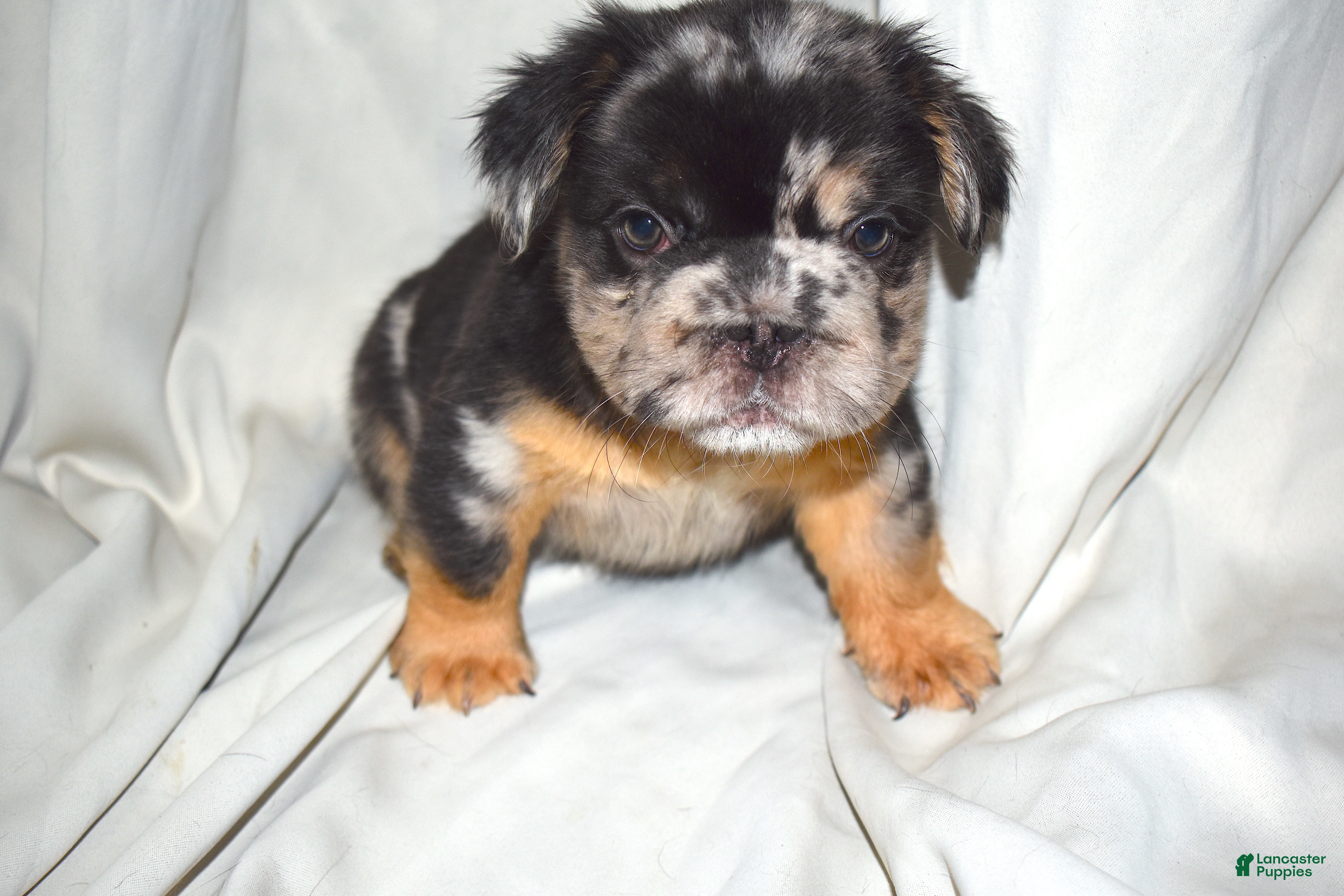 French Bulldog dogs Fluffy Merle French Tri Bulldog  - Ad 13