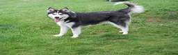 Alaskan Malamute dogs for sale: Stormy - Ad 4
