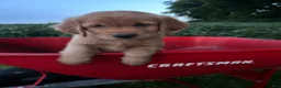 Golden Retriever dogs for sale: Max - Ad 4