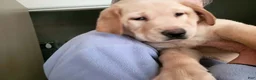 Labrador Retriever dogs for sale: Labrador Retriever 2 - Ad 8