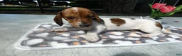 Miniature Dachshund dogs for sale: Miniature Dachshund 2 Penny - Ad 5