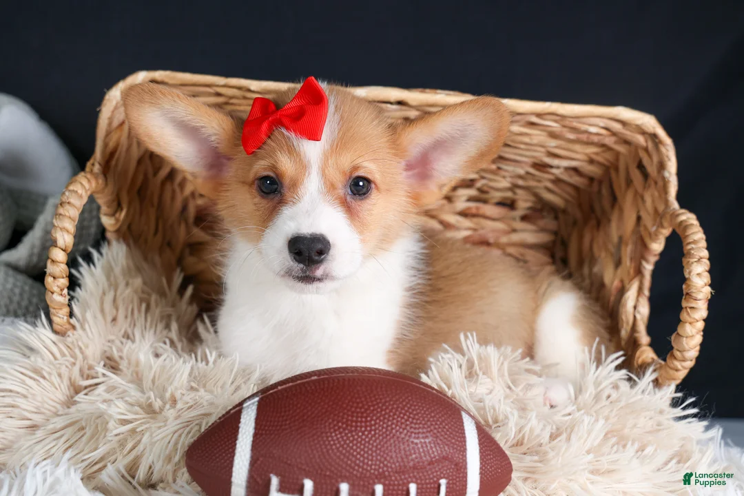 Welsh Corgi Pembroke dogs for sale: Irwin - Ad 10