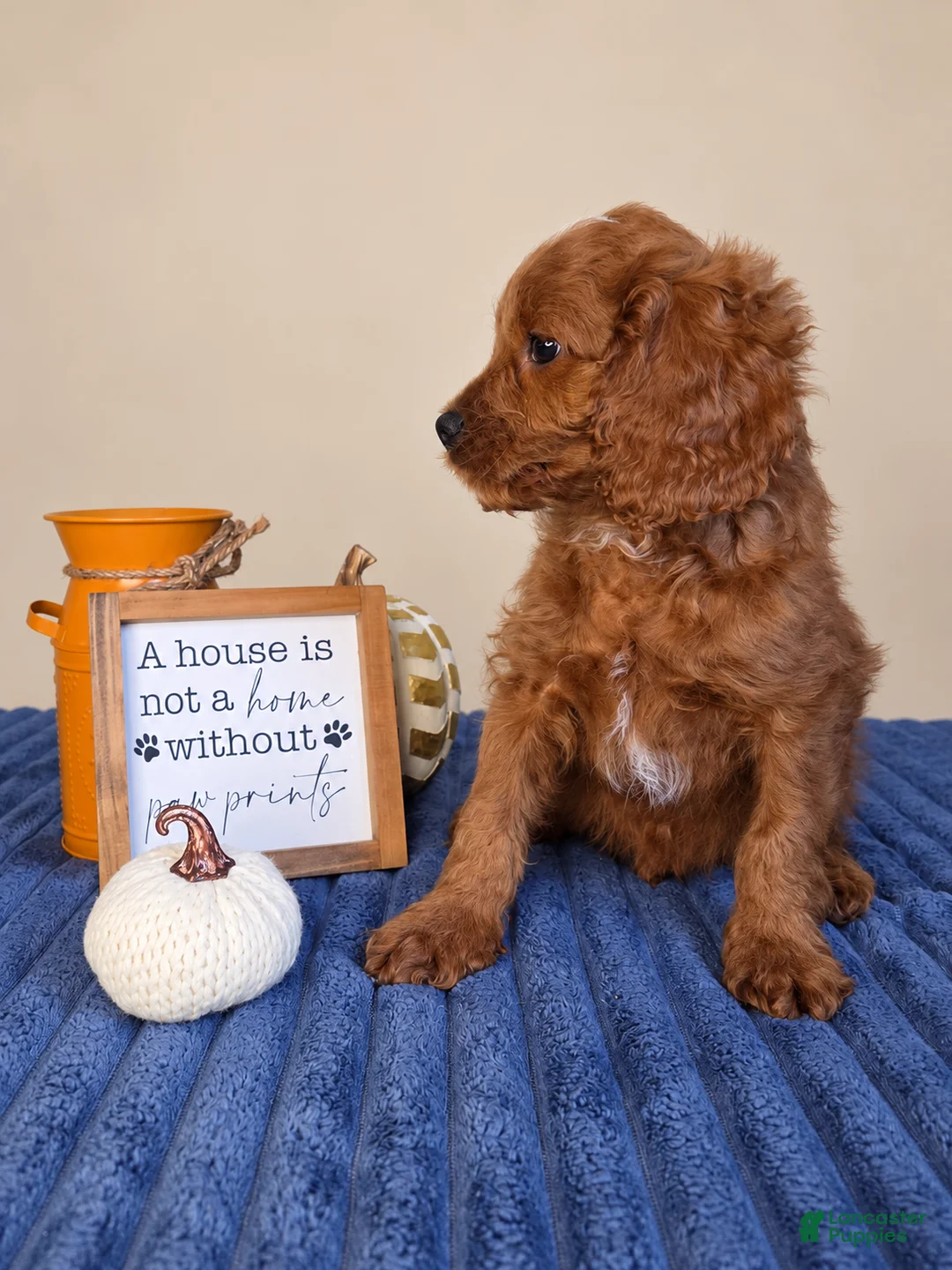 Cavapoo dogs for sale: Jerry - Ad 1