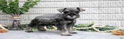 Miniature Schnauzer dogs for sale: Baxter - Ad 1