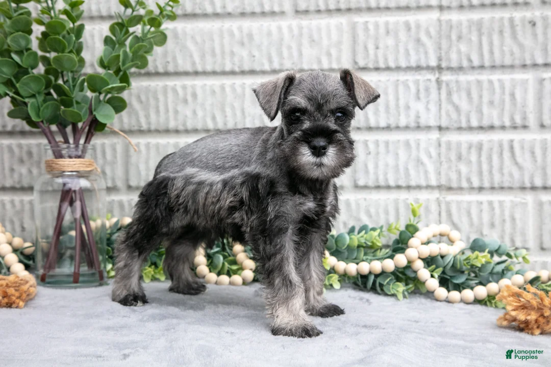 Miniature Schnauzer dogs for sale: Baxter - Ad 1