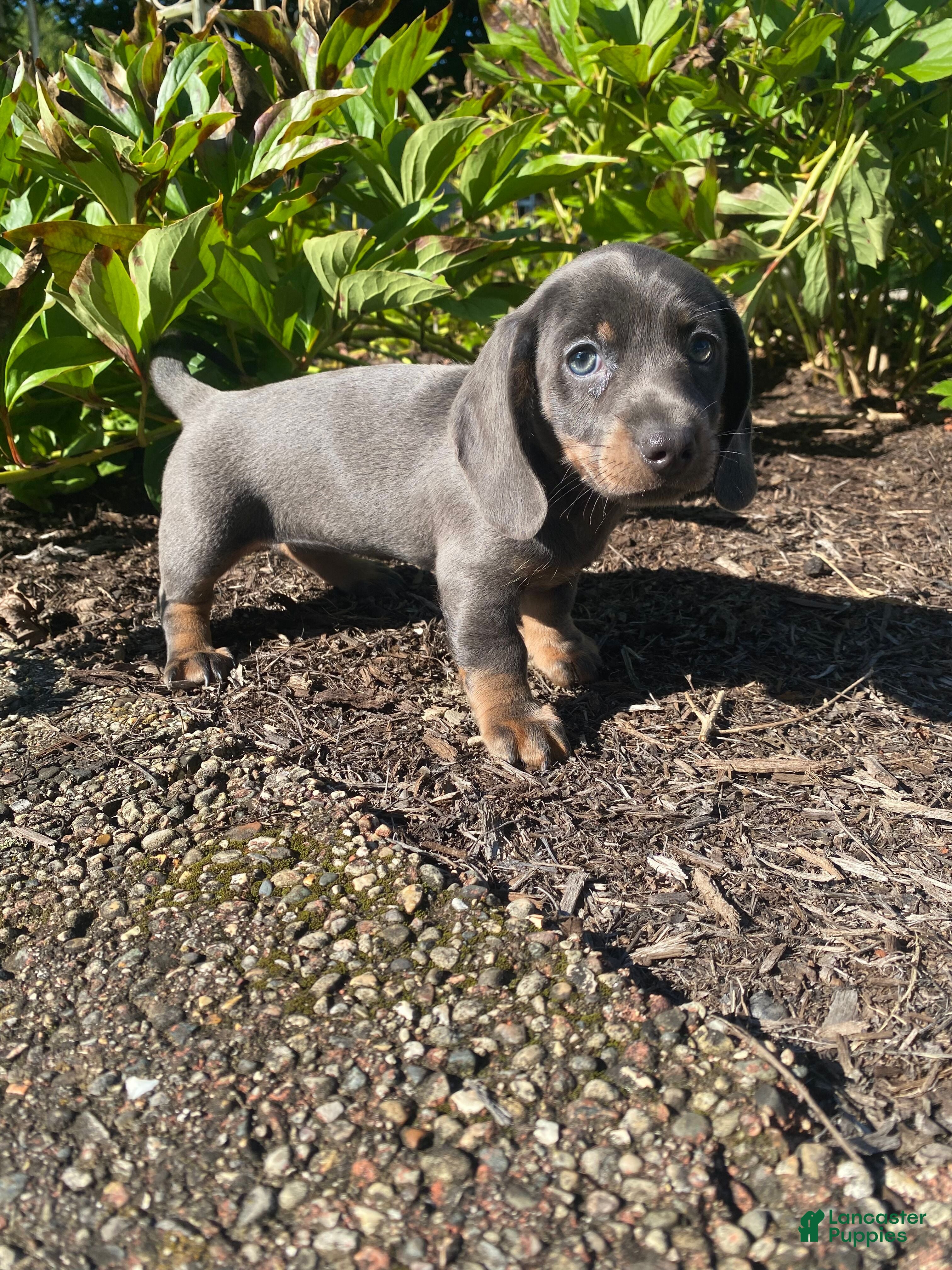 Miniature Dachshund dogs Dixie - Ad 1