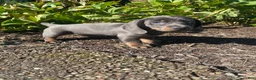 Miniature Dachshund dogs for sale: Dixie - Ad 1