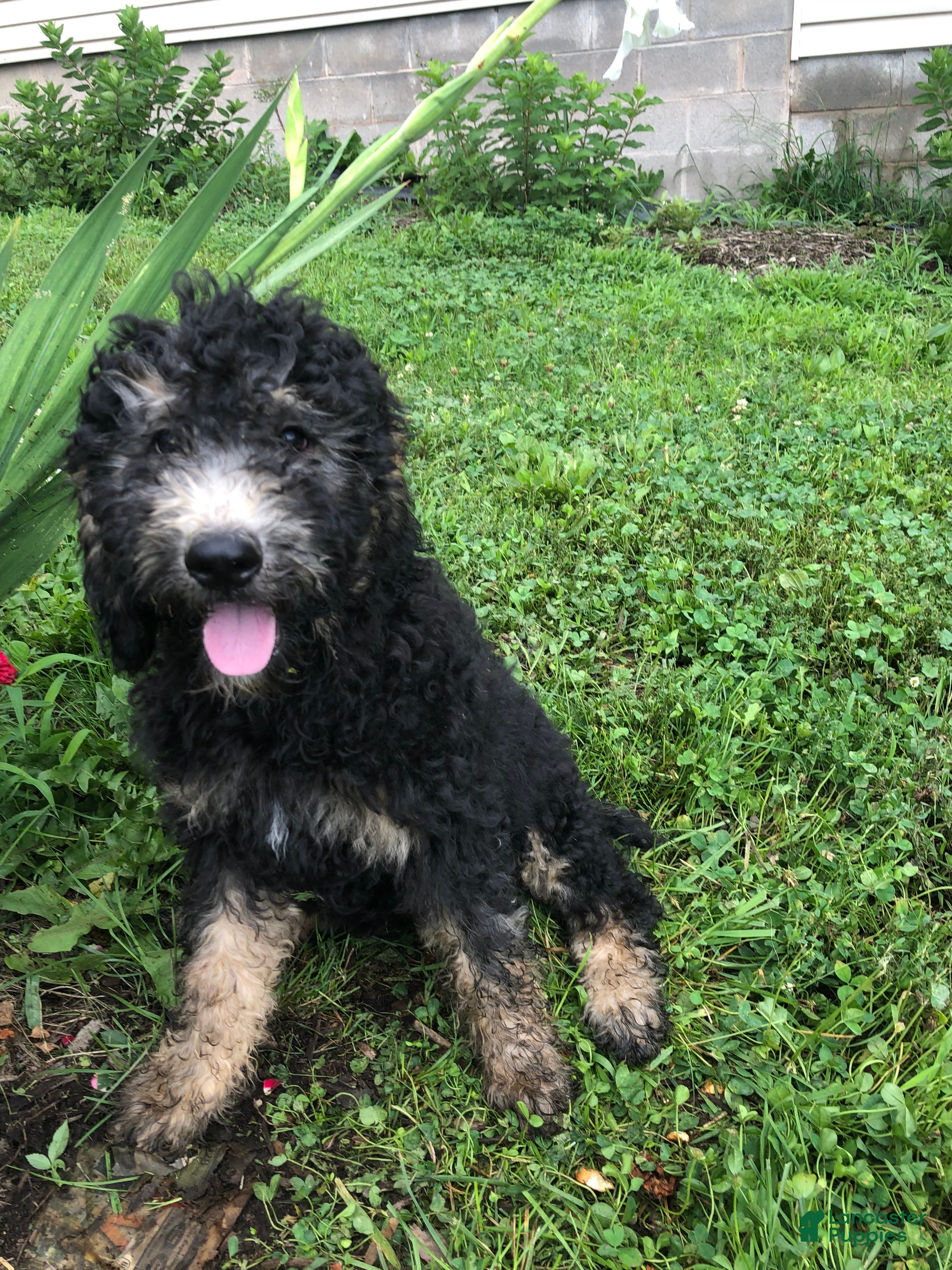 Goldendoodle dogs for sale: Midnight - Ad 1