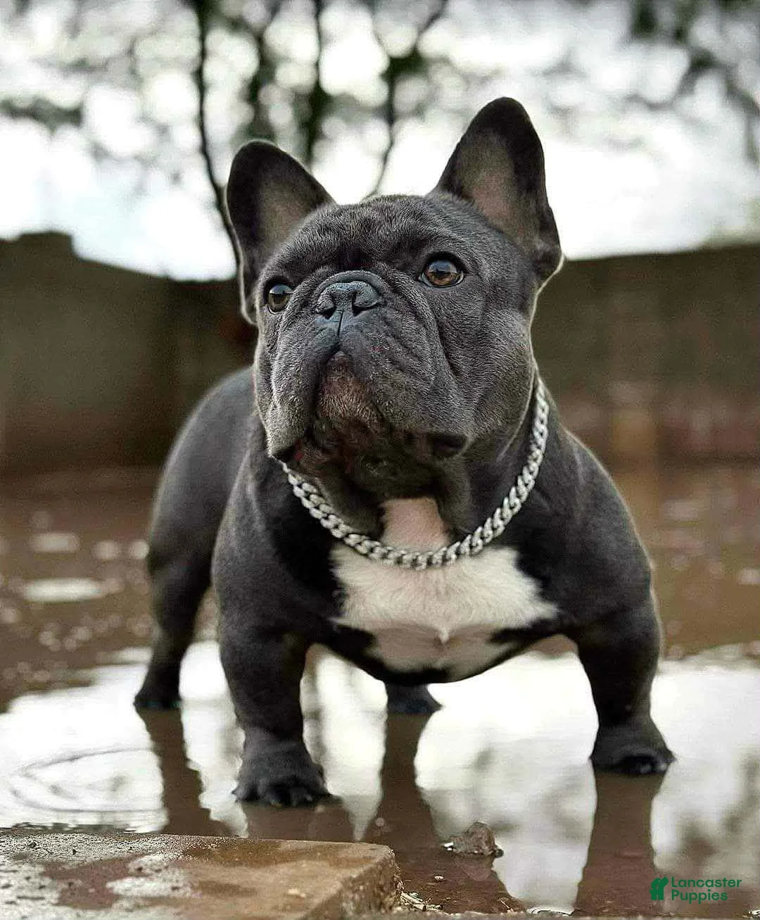 French Bulldog dogs for sale: French Bulldog Puppy 1 - Ad 6