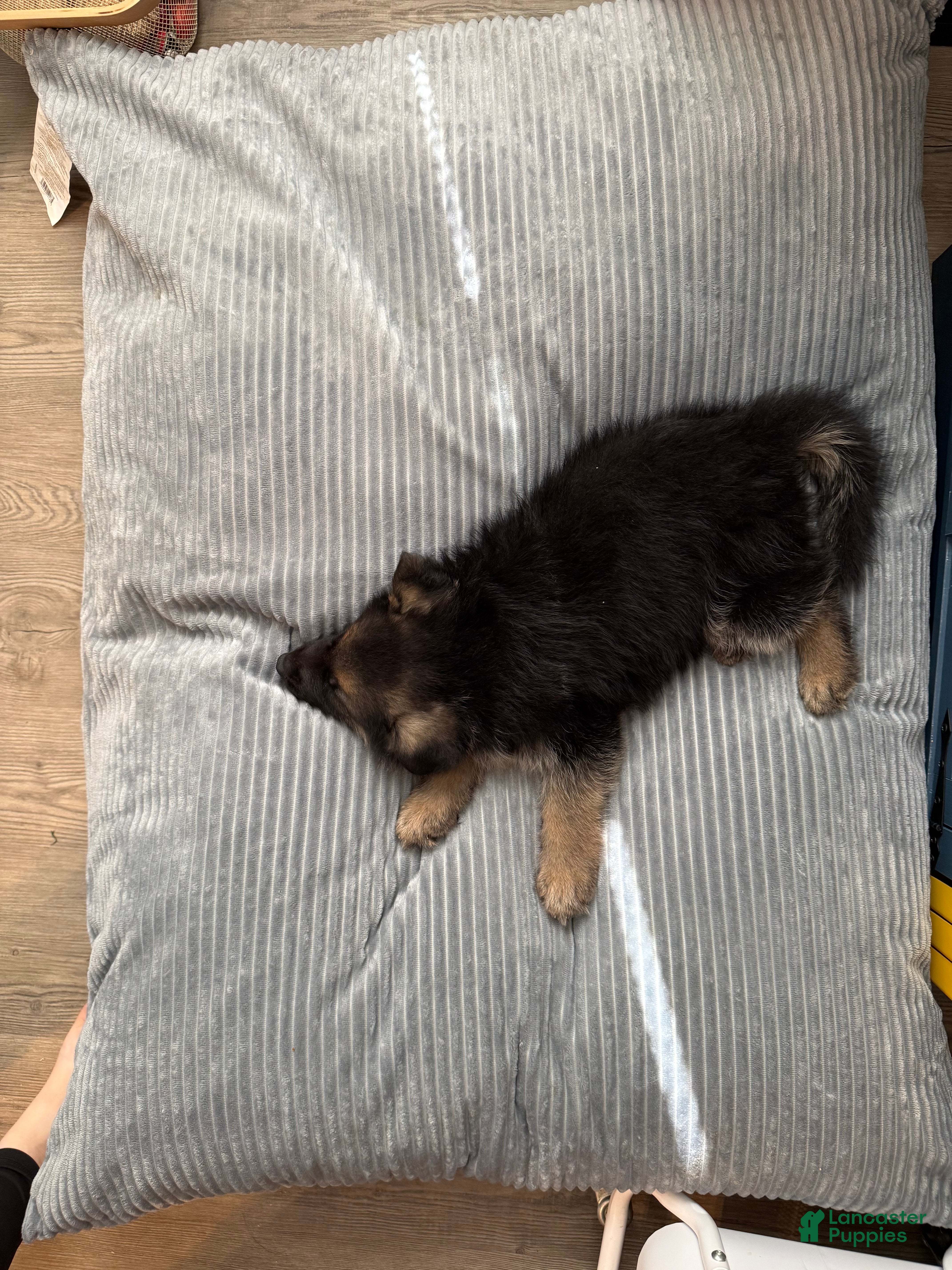 German Shepherd dogs Bear - Ad 2