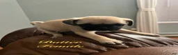 Pug dogs for sale: Butter - Ad 3
