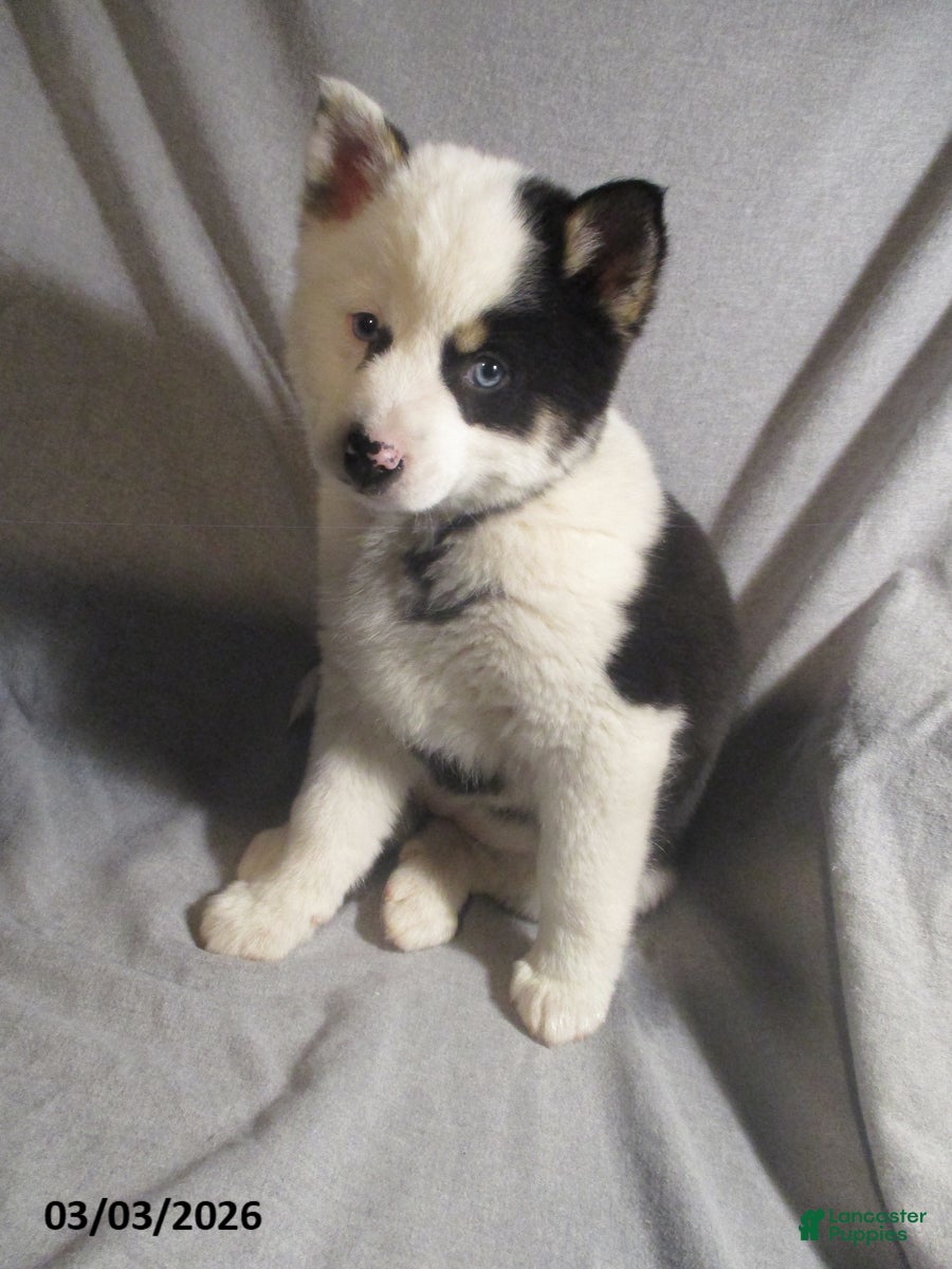 Pomsky dogs Samantha - Ad 1