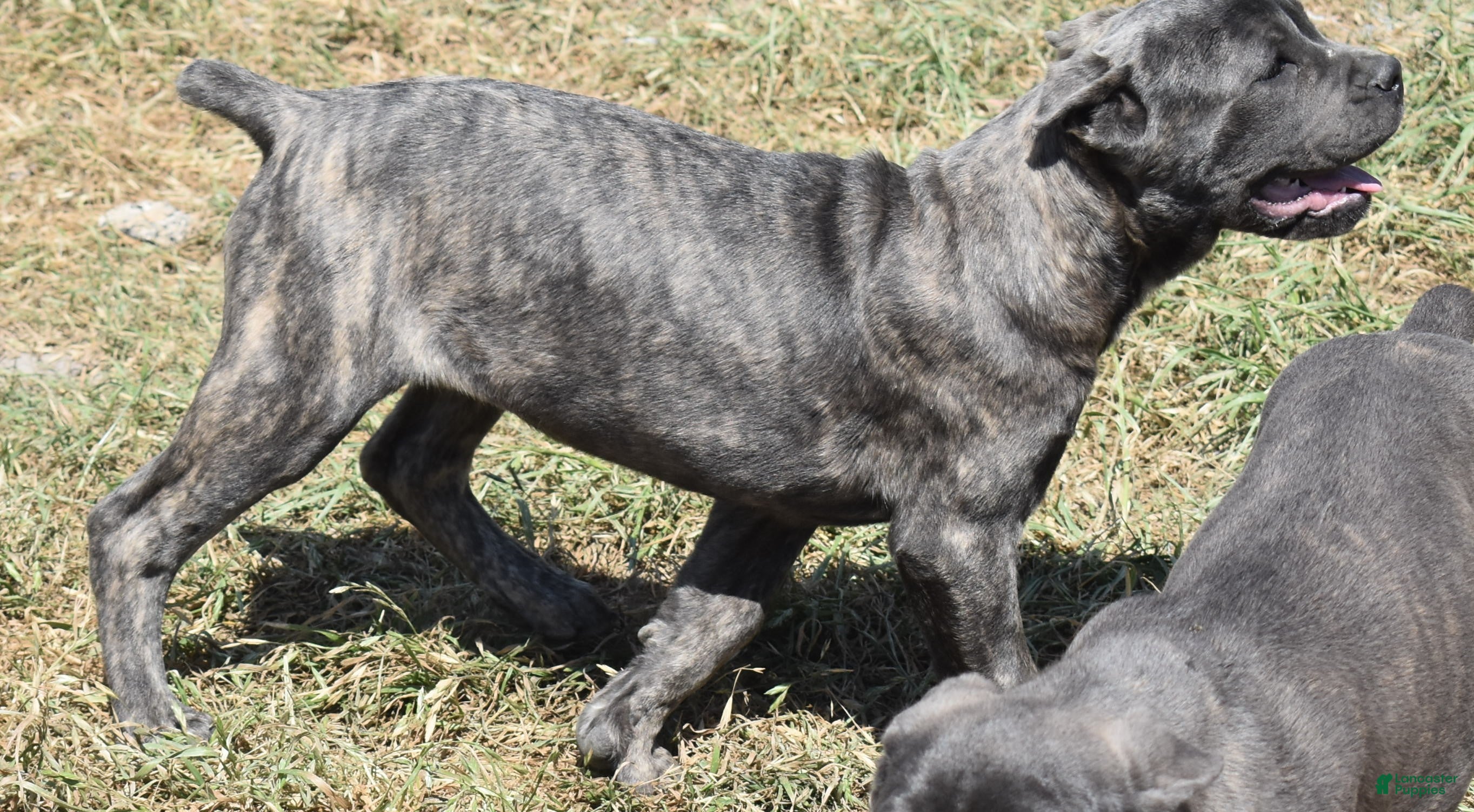 Cane Corso dogs Brenda - Ad 2