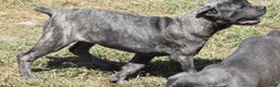 Cane Corso dogs for sale: Brenda - Ad 1