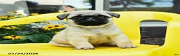Pug dogs for sale: Spud  - Ad 2
