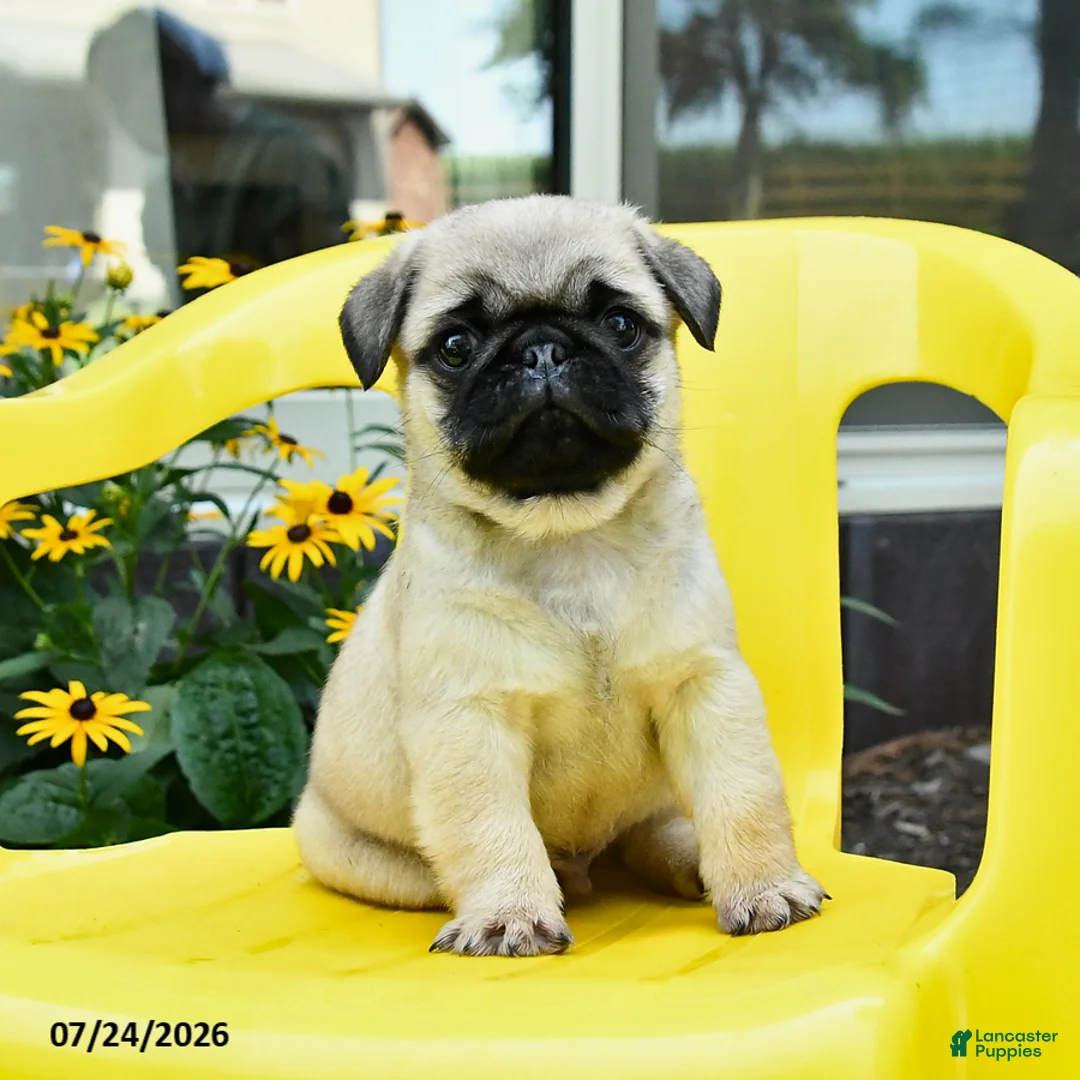 Pug dogs for sale: Spud  - Ad 2