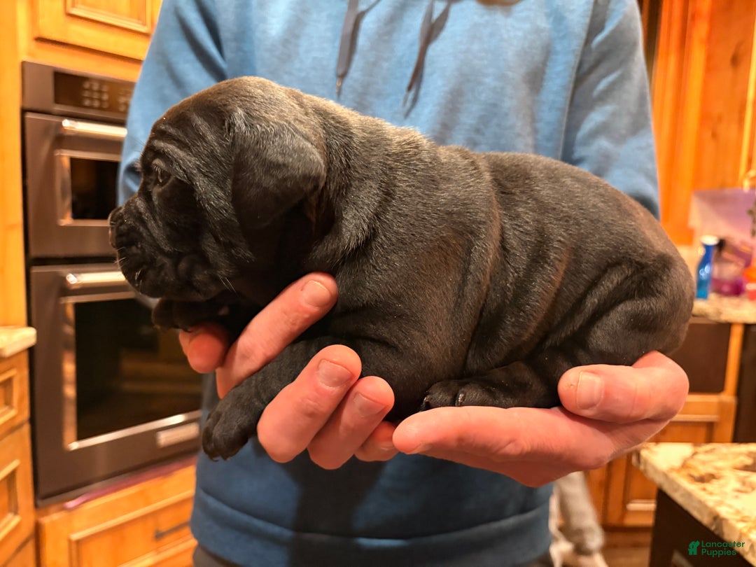 Cane Corso dogs for sale: Orange boy  - Ad 1