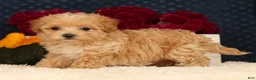 Havapoo dogs for sale: Riley - Ad 8