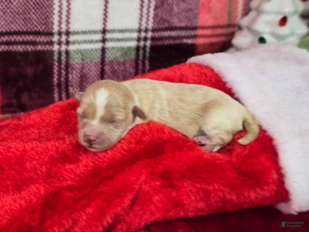 Maltipoo dogs for sale: Ice - Ad 6