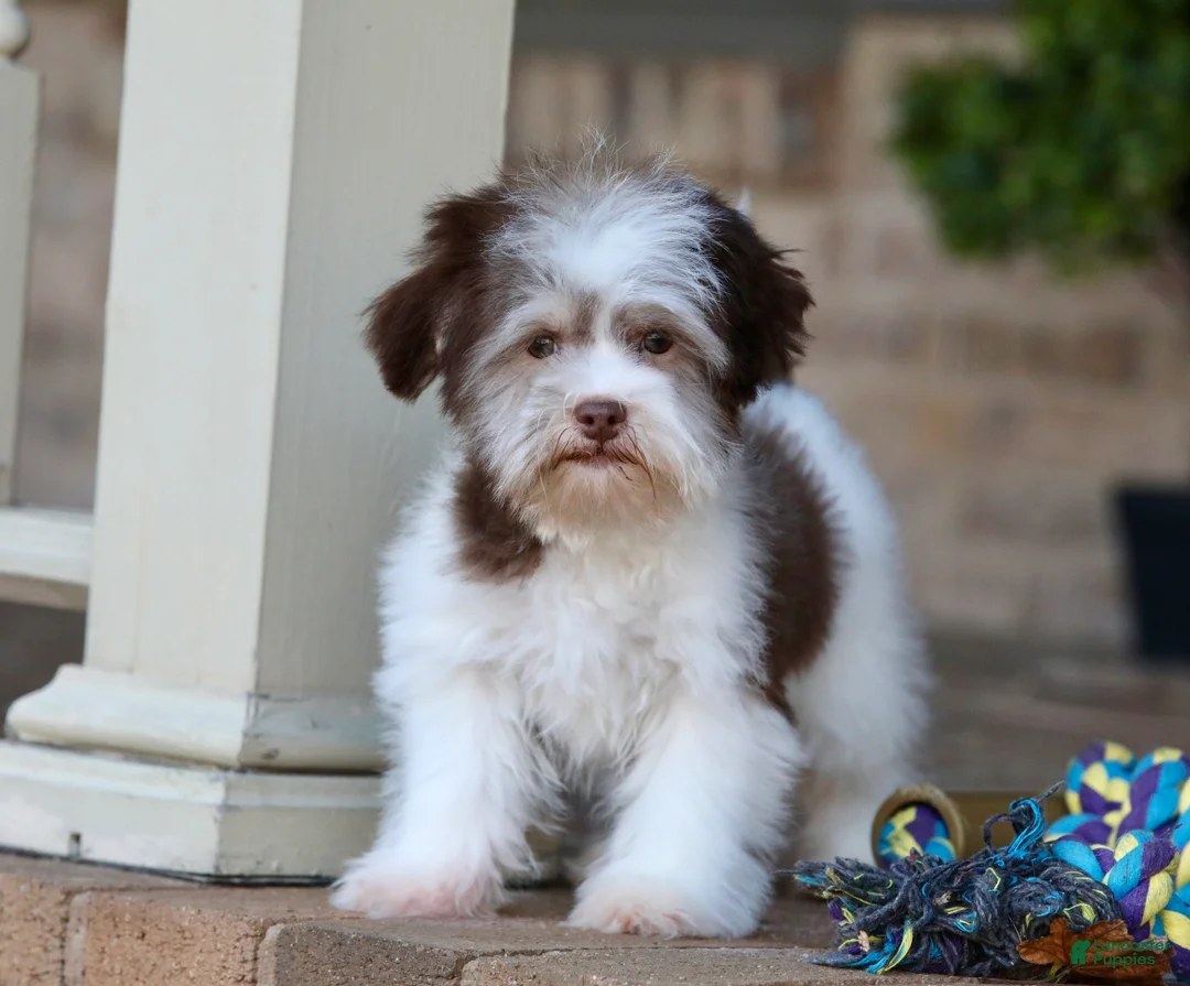 Havanese dogs for sale: Hope - Ad 4
