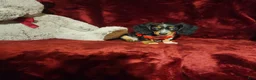 Miniature Dachshund dogs for sale: *RIO* - Ad 5