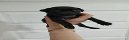 Pug dogs for sale: Pug Puppy 2 - Ad 3
