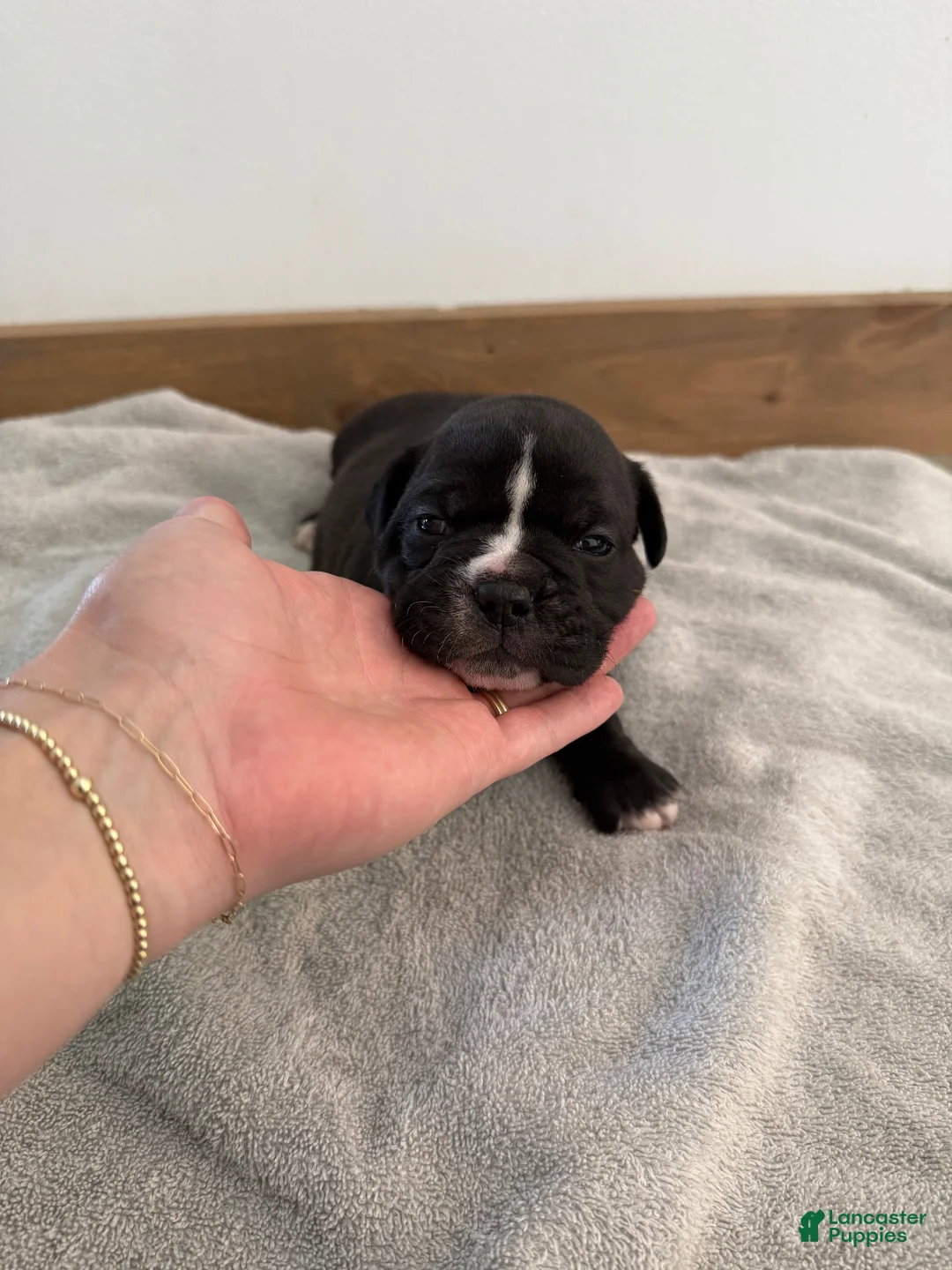 Olde English Bulldogge dogs for sale: Olde English Bulldogge 4 - Ad 1