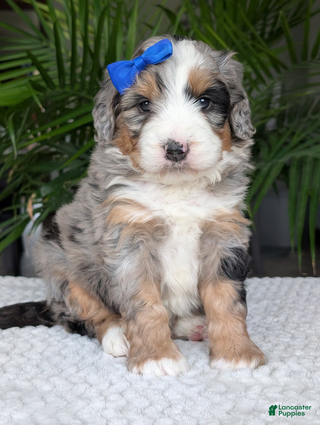 Mini Bernedoodle dogs for sale: Mini Louie  - Ad 13