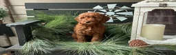 Irish Doodle dogs for sale: Alex - Ad 1
