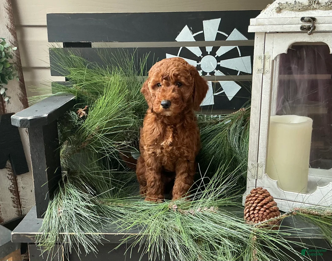 Irish Doodle dogs for sale: Alex - Ad 1